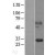 Western Blot: Kallikrein 14 Lysate [NBL1-12349] - Western Blot experiments. 
Left-Control; Right -Over-expression Lysate for KLK14